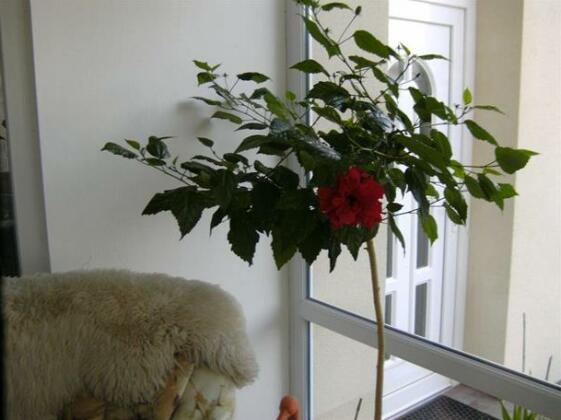 Elisabeth apartman Buk - Photo4