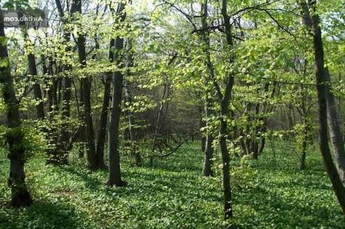 Mecsek Vendeghaz - Photo4