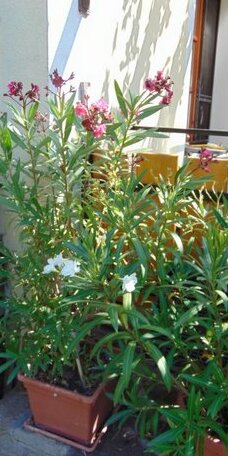 Andrew Guest House Tihany - Photo3