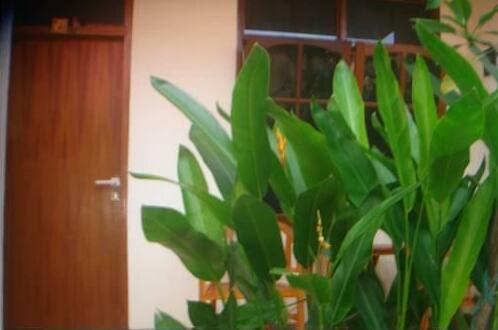 Bougenvile Hotel - Photo2