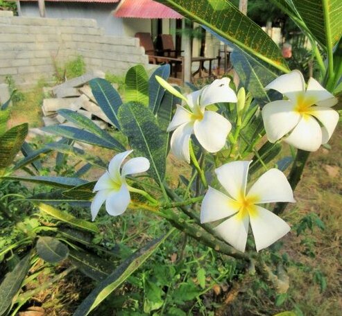 Gilinta Meno Bungalows - Photo3