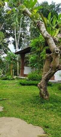 Tangkas house jungle - Photo4