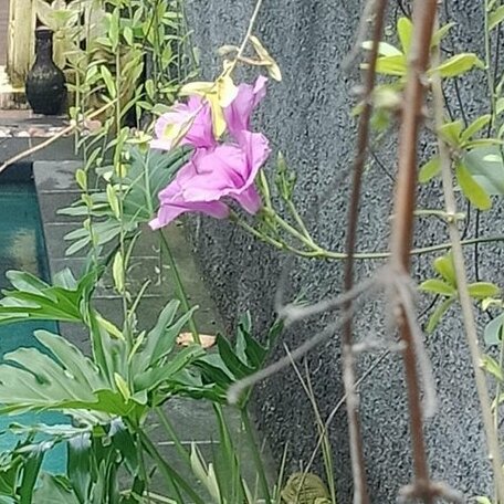 D'puja Home Stay and Spa - Photo5