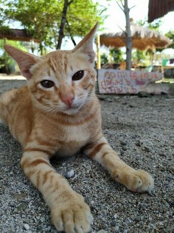 Harry's Ocean House Watukarung - Photo2