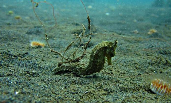 Global Dive Lodges - Photo2