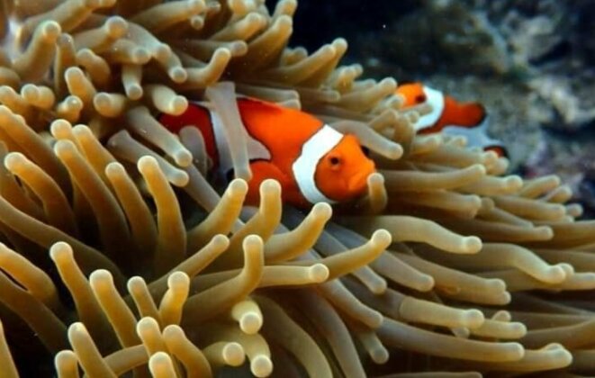 Blue shark Homestay Arborek Raja Ampat - Photo4