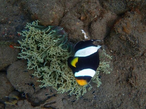 Kaledupa Dive Inn Wakatobi - Photo3