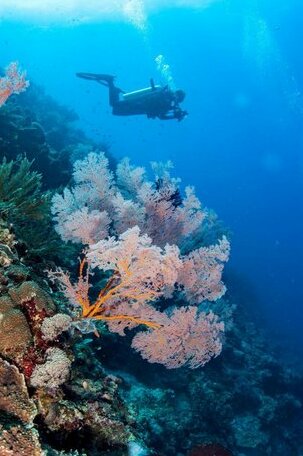 Living Colours Diving Resort - Photo4