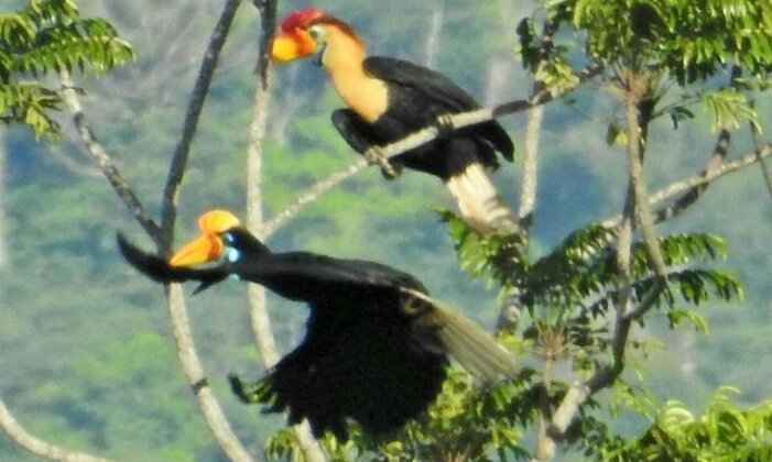 Tangkoko Birds&WildLife Animals Tour - Photo2