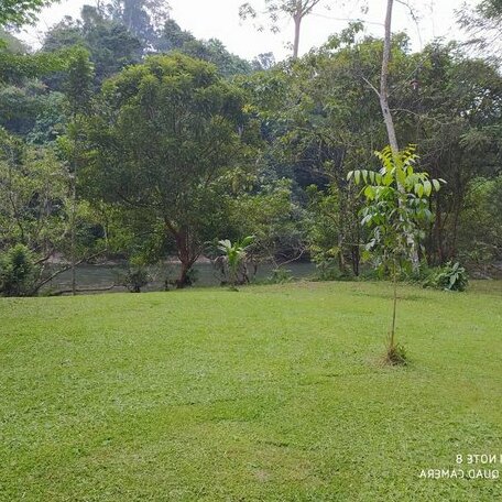 Green Forest Tangkahan - Photo3