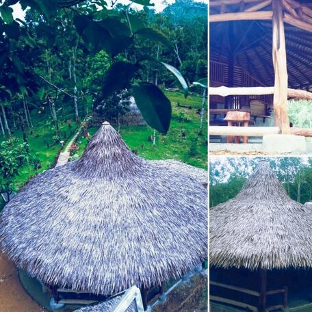 Orang Utan Bungalow