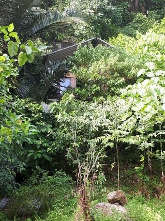 Sumatra Ecolodge Sumatra - Photo3