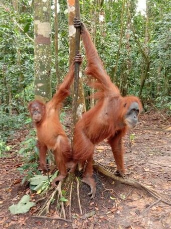 Sumatra Landak Lagoon - Photo2