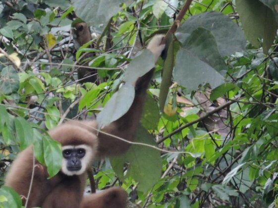 Sumatra Rainforest Eco Retreat - Photo2