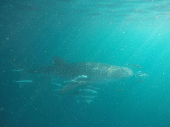 Fisheries Eco Villa - Photo2