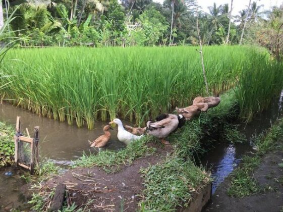 Bali - Cottage Sambirenteng - Photo3