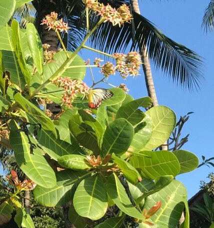 Bali - Cottage Sambirenteng - Photo4