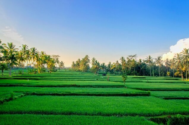Pajar House Ubud 2 - Photo5