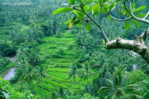 Sayan Terrace Resort Bali - Photo3