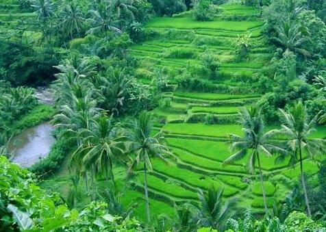 Sayan Terrace Resort Bali - Photo4