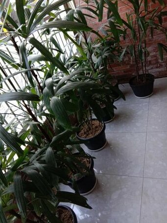 Saffa Guesthouse 27 - Photo5
