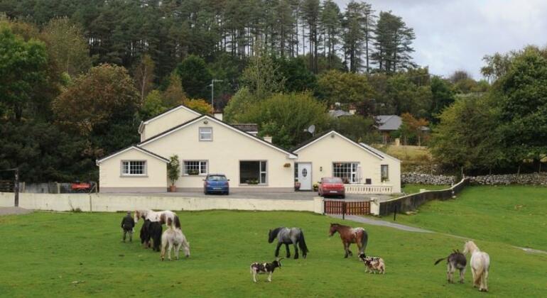 Muckross Riding Stables - Photo2