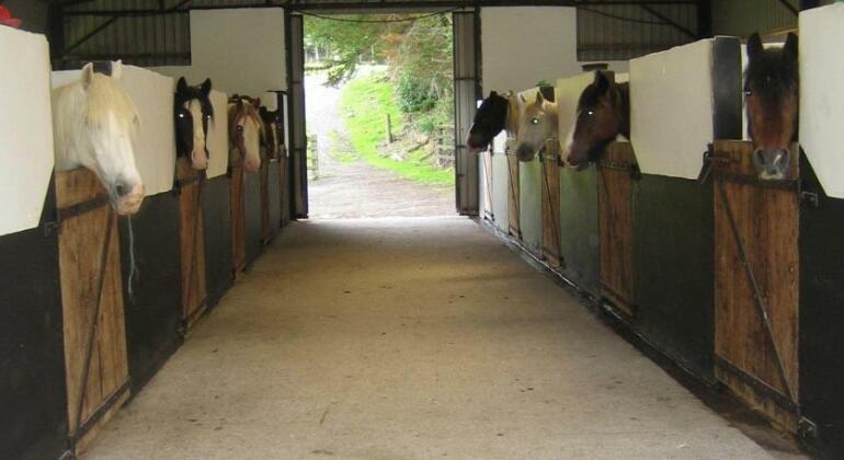 Muckross Riding Stables - Photo5