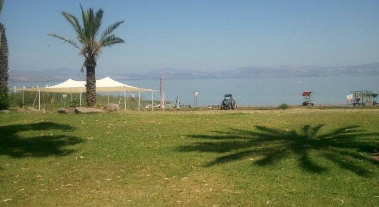 Olive in Sea of Galilee - Photo3