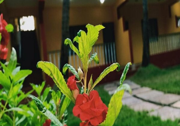Inn Coconut - Photo3