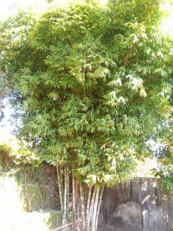 Whistling Pines - Photo4