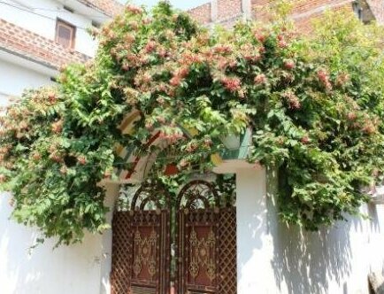 Monika Mansion - Photo2