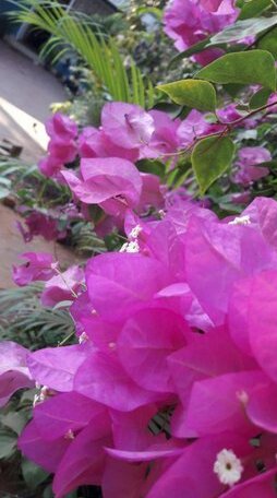 Nimi Guest House - Photo4