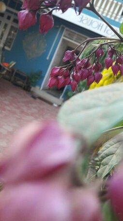 Nimi Guest House - Photo5