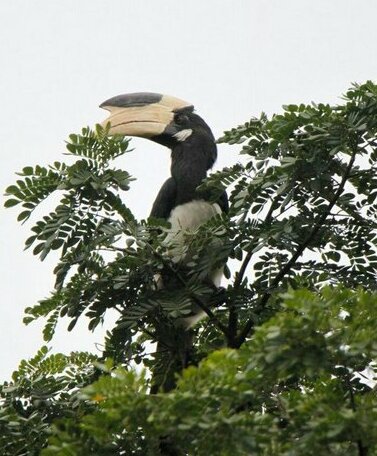 Dandeli Jungle County - Photo3