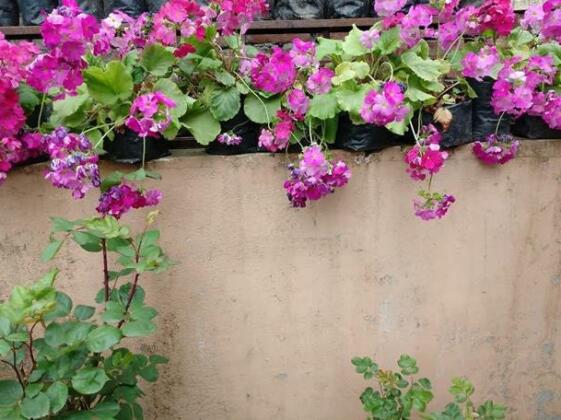 Rishikesh Homestay - Photo2