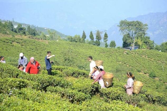 Singtom Tea Estate & Resort - Photo2