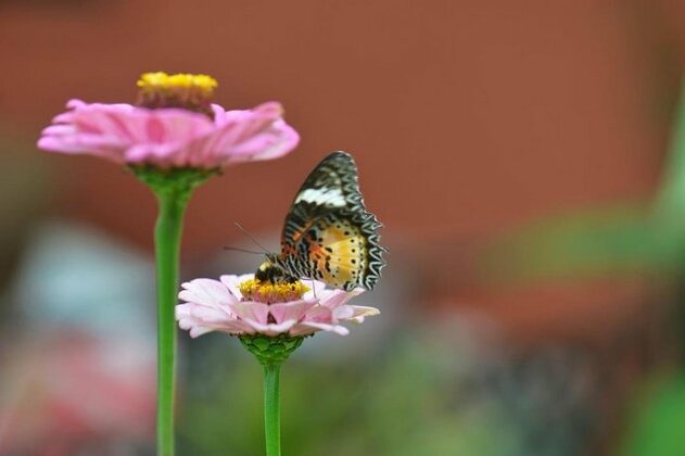 Burpeepal - Photo3