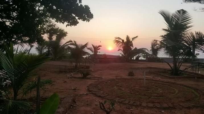 Little Princess Palms - Photo3