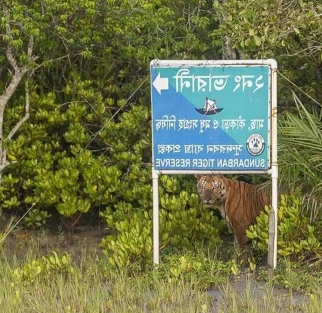 Sundarban Tour And Travels - Photo2