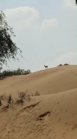 Elysium Resort Jaisalmer - Photo5
