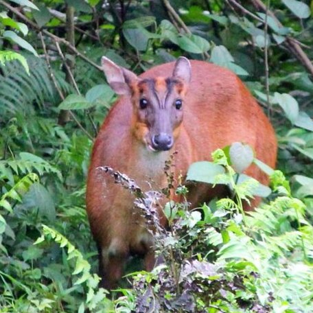 Ritika Homestay - Photo5