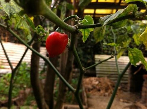 Royal Group Homestay Trinity - Photo5