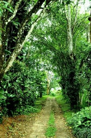 Verdure Wayanad Kalpetta - Photo2