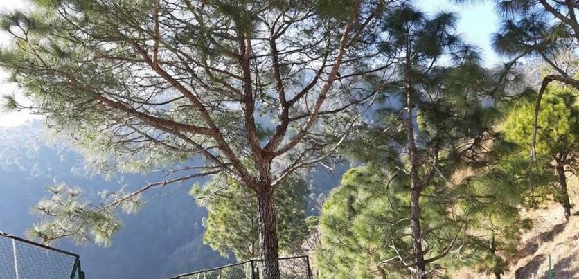 Popping pines - Photo3
