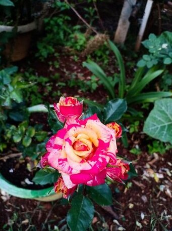 Pear Tree Inn Kotagiri - Photo2