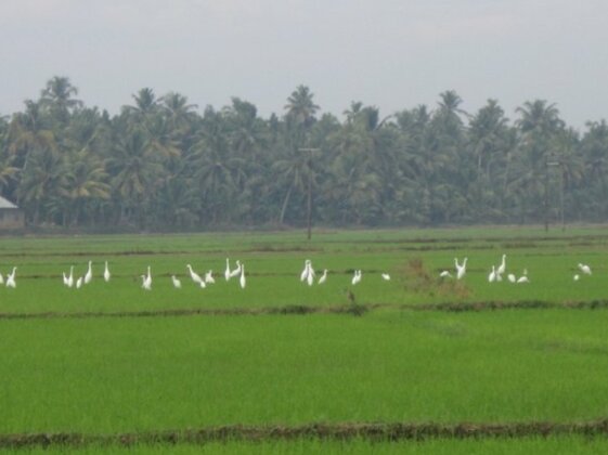 Homestay in Kottayam near St. George Jacobite Syrian Church - Photo5