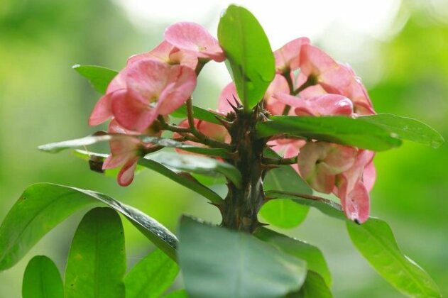 Mount Spring Valley Homestay - Photo3