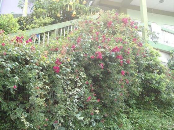 Homestay - Haamro Ghar - Photo5
