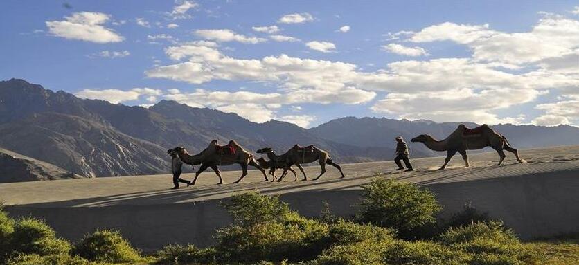 Nubra Leisure Camp - Photo4