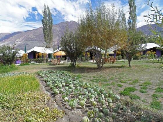 Tiger Camp Nubra - Photo4